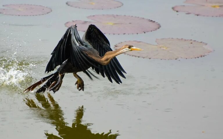 Bird Watching & Fishing in Alleppey Backwater - houseboats